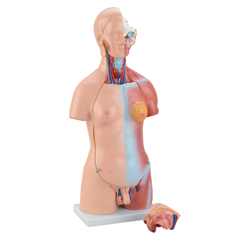 人体模型-宁波学优科教仪器有限公司，宁波学优-宁波学优科教仪器有限