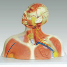Human Head Anatomy Model Supplies - MD1195