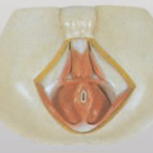 Human Male Anal Perineum Anatomical Model - MD1196