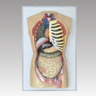Simple Human Torso Anatomical Model without Head - MD1201-2