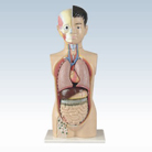 Basic Human Torso Anatomical Model - MD1201-3