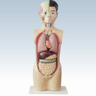 Simple Human Torso Anatomical Model with Detachable Organs - MD1201-4