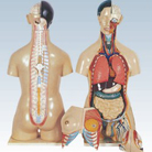 Wholesale Life-Size Dissectible Female Torso Anatomical Model - MD1201-5