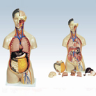 Human Torso Model with Detailed Demonstration - MD1201-7