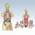 Deluxe Life-size Female Anatomical Model for Detailed Anatomy - MD1201-8