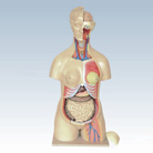 Female Torso Anatomical Model with Detachable Organs Supplies - MD1201-9