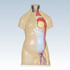 Human Torso Anatomical Model Supplies 95cm - MD1201-10