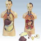 Male Torso Anatomical Model with Detachable Organs Supplier - MD1201-11