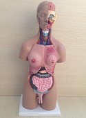 Dual Sex Anatomical Human Torso Model with Organs 55CM