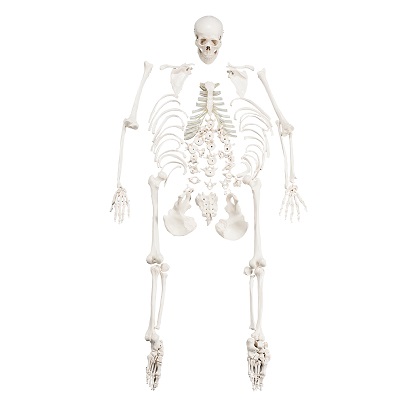 Half Disarticulated Skeleton CBM-001H
