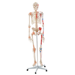 Human Skeleton Model With Colored Muscle And Ligament CBM-001B