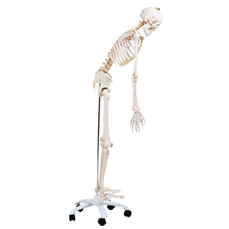 人体骨骼模型 180cm