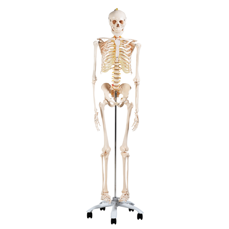 Human Skeleton Model 180cm CBM-001A