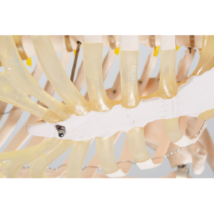 Details of Human Skeleton Model 180cm