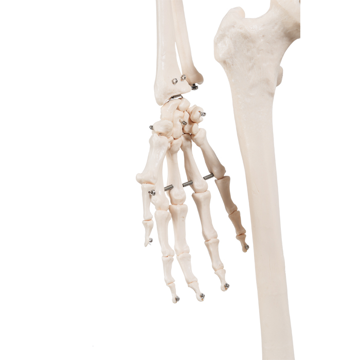 Life-Size Human Skeleton Model Details