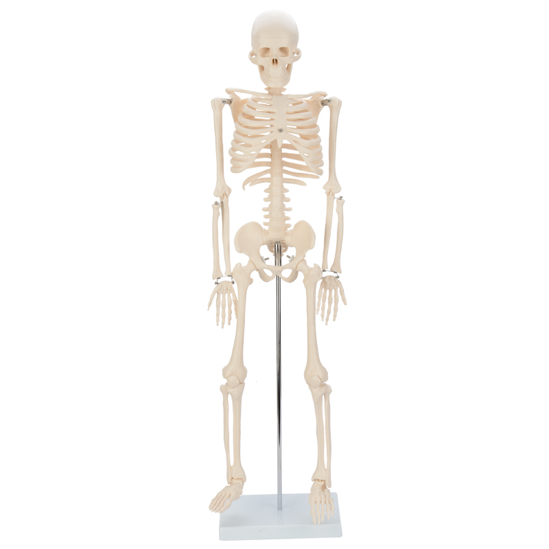  85cm skeleton model