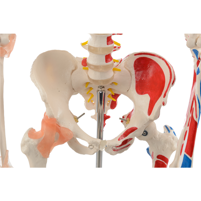 Human skeleton model with colored muscle and ligament