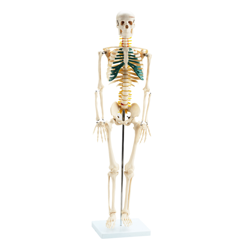 85cm Human Skeleton With Spine Nerves CBM-001D