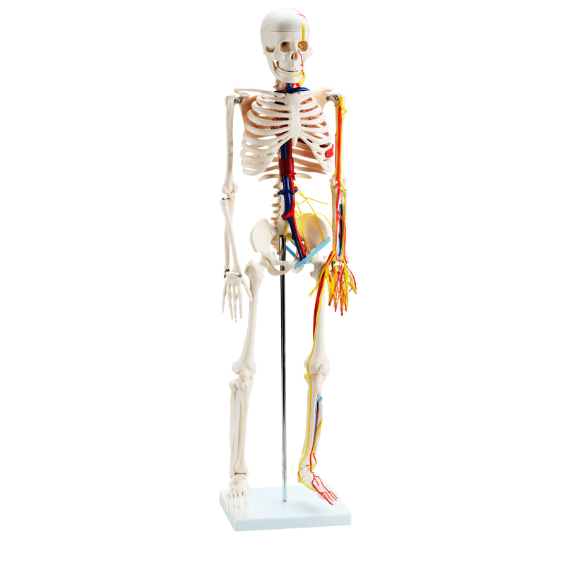 85cm Skeleton Model with Nerves and Blood Vessels CBM-001E