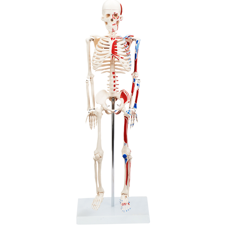 85cm Skeleton Model With Painted Muscles CBM-001F