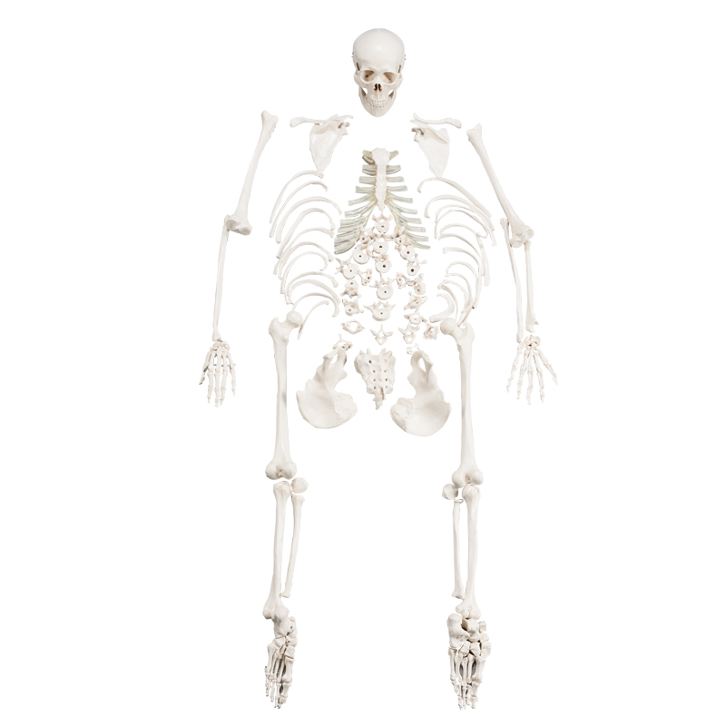 Disarticulated Human Skeleton Model CBM-001G