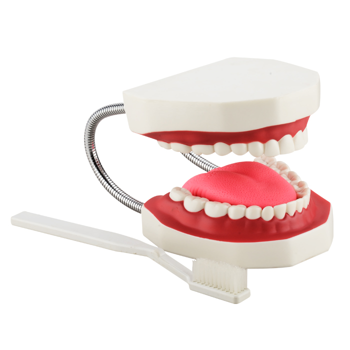 Dental Care Model (32 Teeth With Toothbrush) CBM-002A