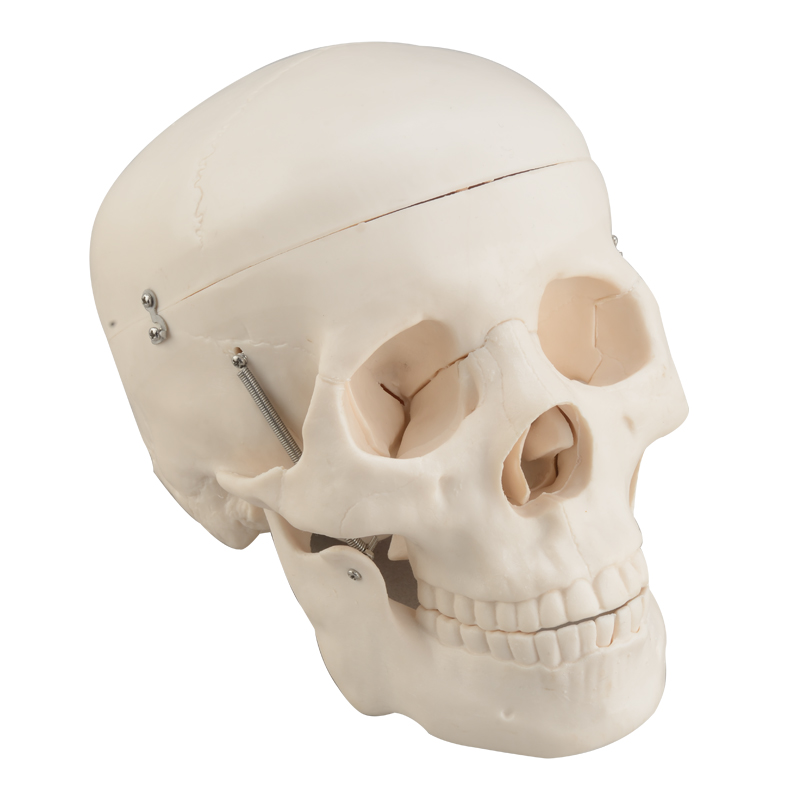 Life-Size Skull CBM-003A