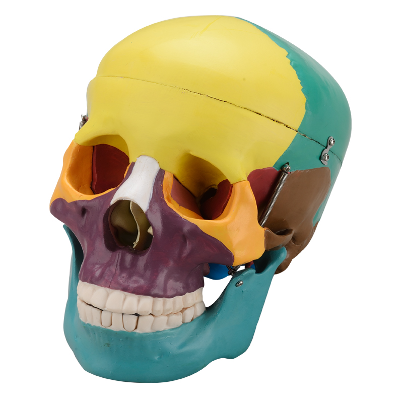 Skull Model With Colors CBM-003B
