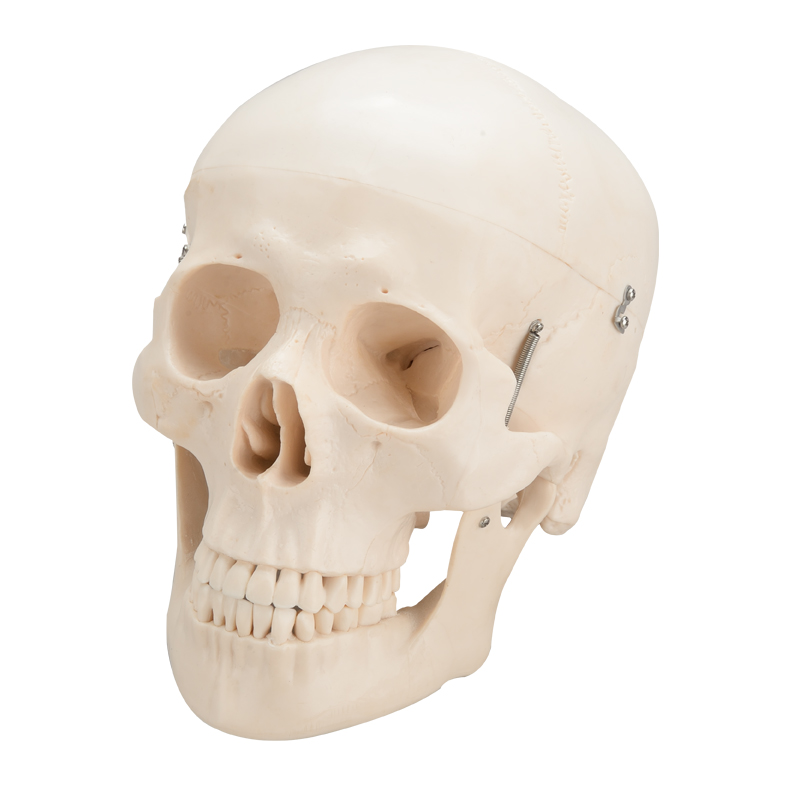 Skull Model With Artery Brain CBM-003C
