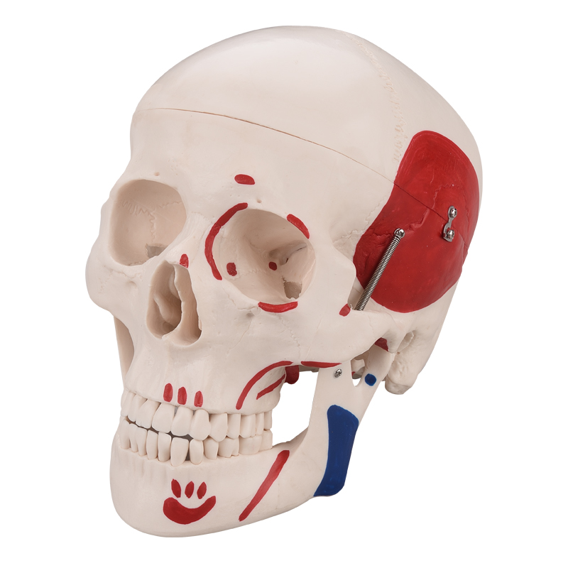 Skull Odel With Colored Muscle CBM-003D