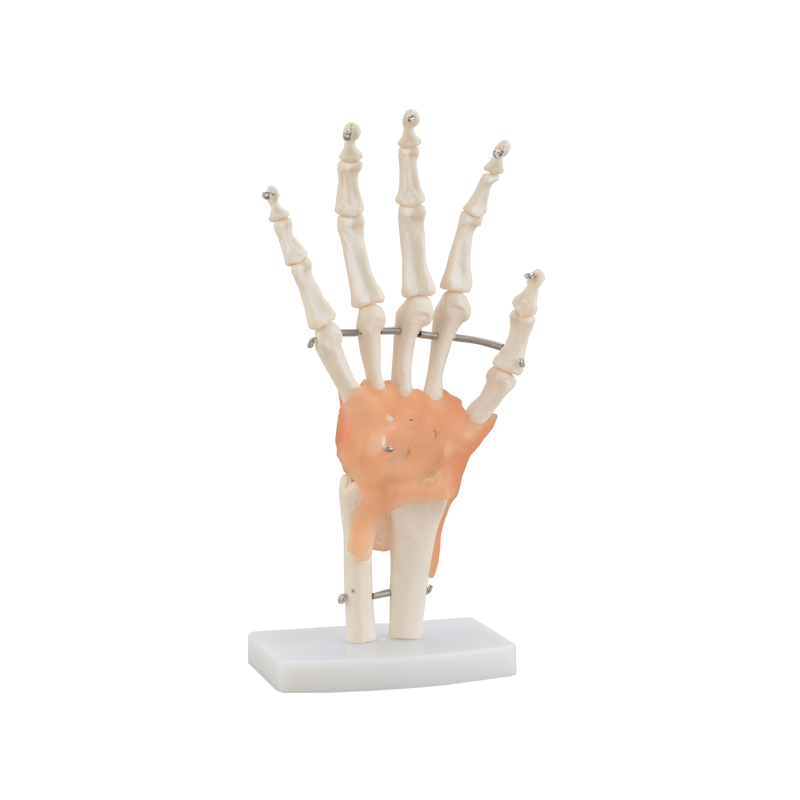 Hand Joint With Ligament CBM-011A
