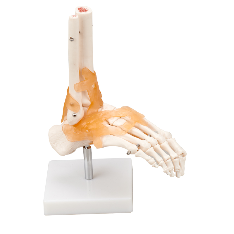 Life Size Foot Joint With Ligament CBM-011B