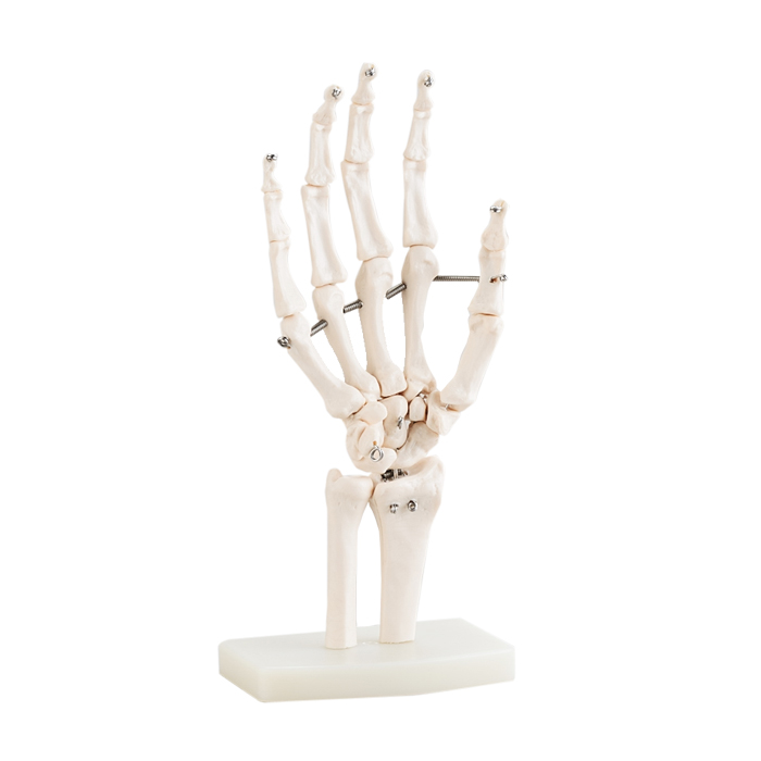 Life-size Hand Bone Model 