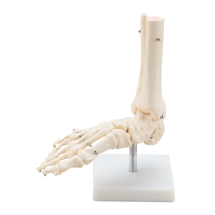  Life-Size Foot Joint 