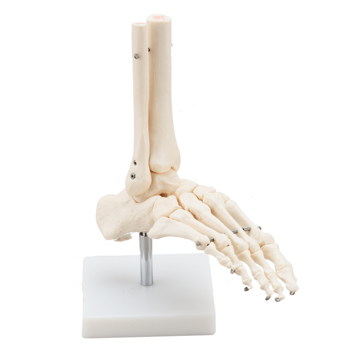Life-Size Foot Joint 