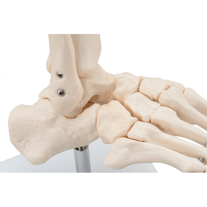 Life-Size Foot Joint 