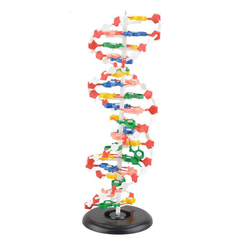 DNA Model CBM-381A