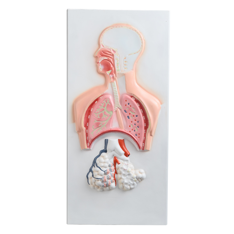 Relief Model of Respiratory System CBM-401C