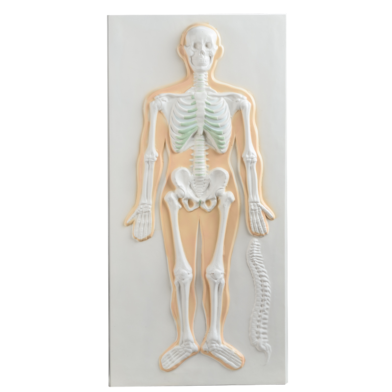 Skeletal System Relief Model CBM-401D