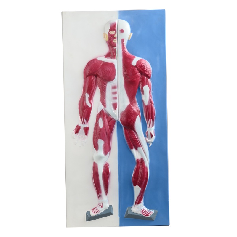 Muscle System Relief Model CBM-401E
