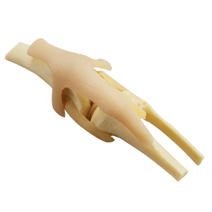 Dog Knee Model with Ligament
