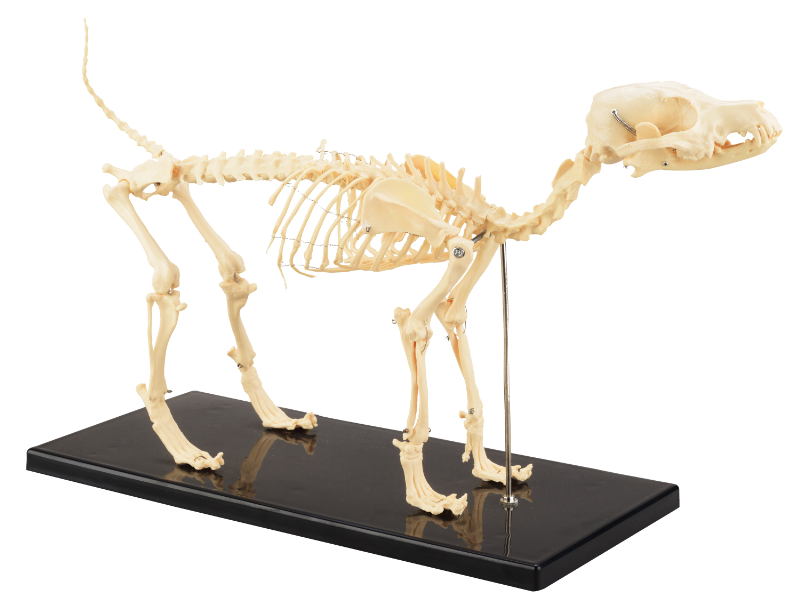Dog Skeleton Model CBM-601A