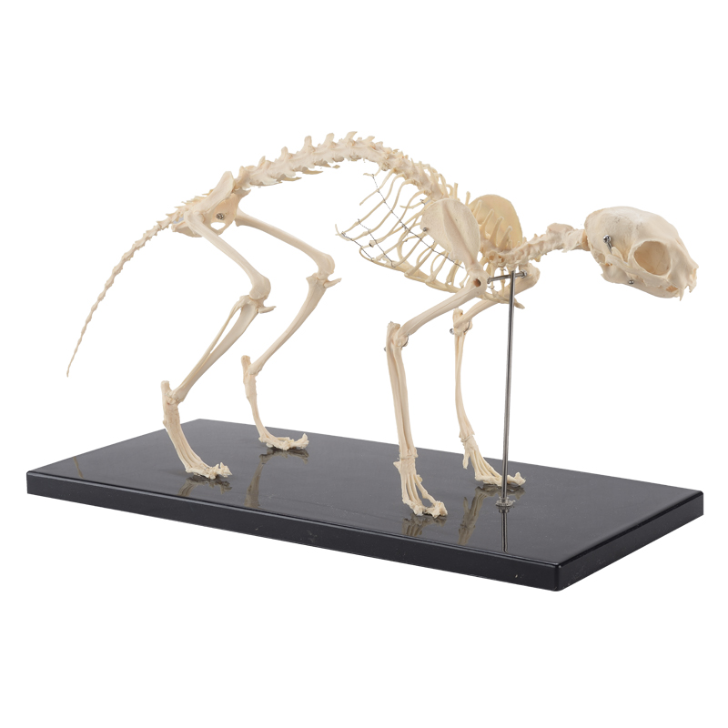 Cat Skeleton Model CBM-601B