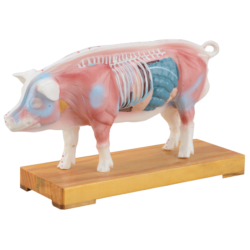 Pig Acupuncture Model CMB-901C