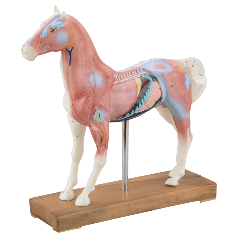 Horse Acupuncture Model