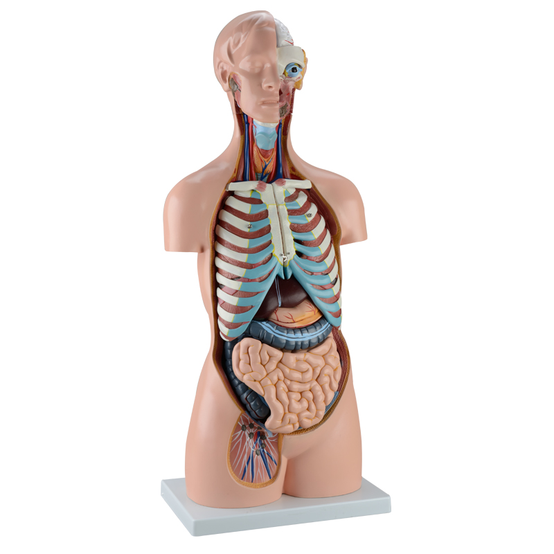 人体模型-宁波学优科教仪器有限公司,宁波学优-宁波学优科教仪器有限